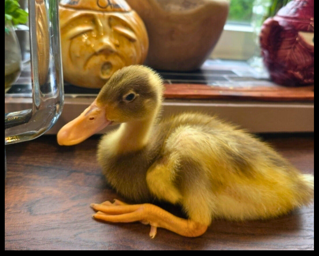 Pack of 6 Fertile Runner Duck Eggs For Hatching - Shipping Cost Included