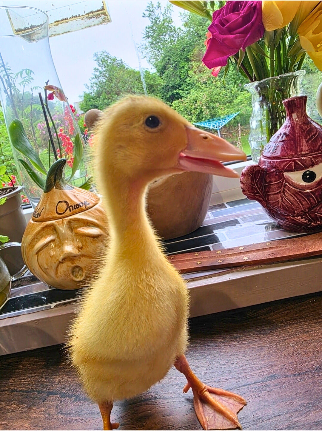 Pack of 6 Fertile Runner Duck Eggs For Hatching - Shipping Cost Included