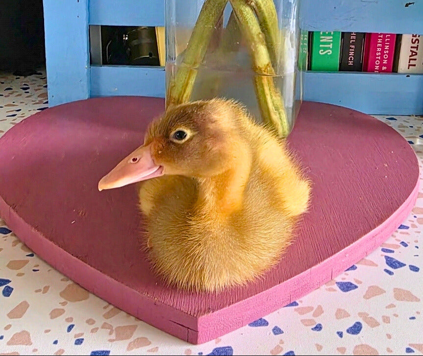 Pack of 6 Fertile Runner Duck Eggs For Hatching - Shipping Cost Included