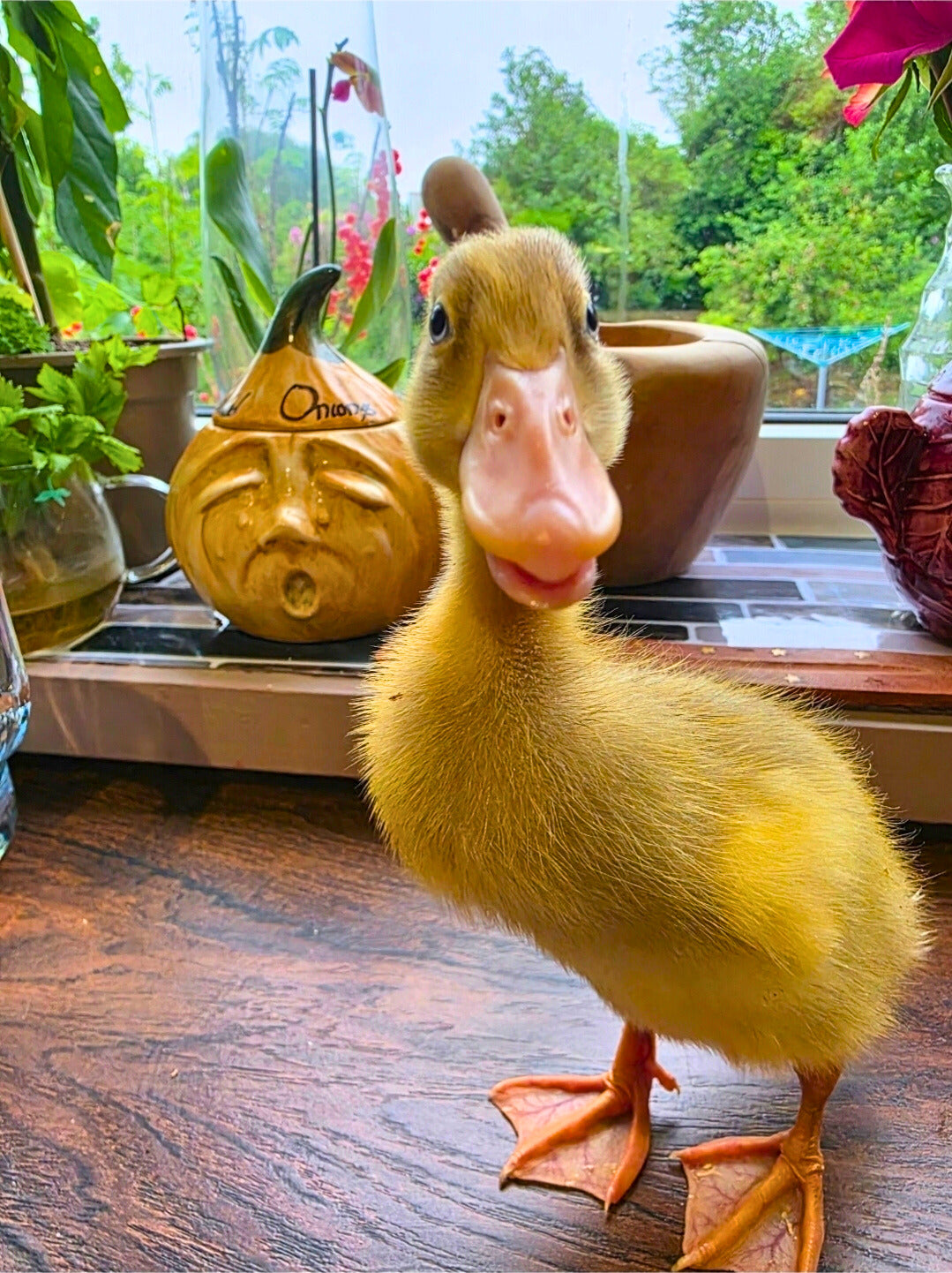 Pack of 6 Fertile Runner Duck Eggs For Hatching - Shipping Cost Included