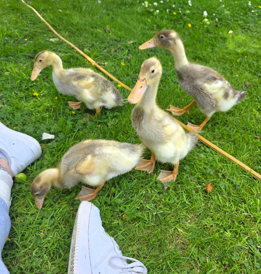 April Batch Runner Ducks - Use code DUCKS10 for 10% off order when ordering 2 or more ducks