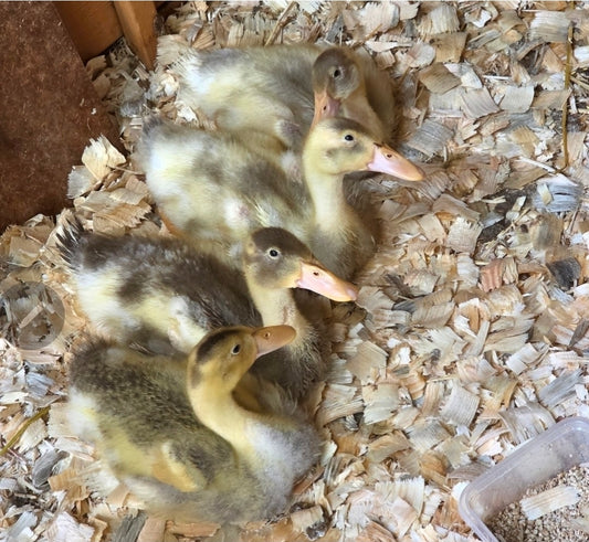 April Batch Runner Ducks - Use code DUCKS10 for 10% off order when ordering 2 or more ducks