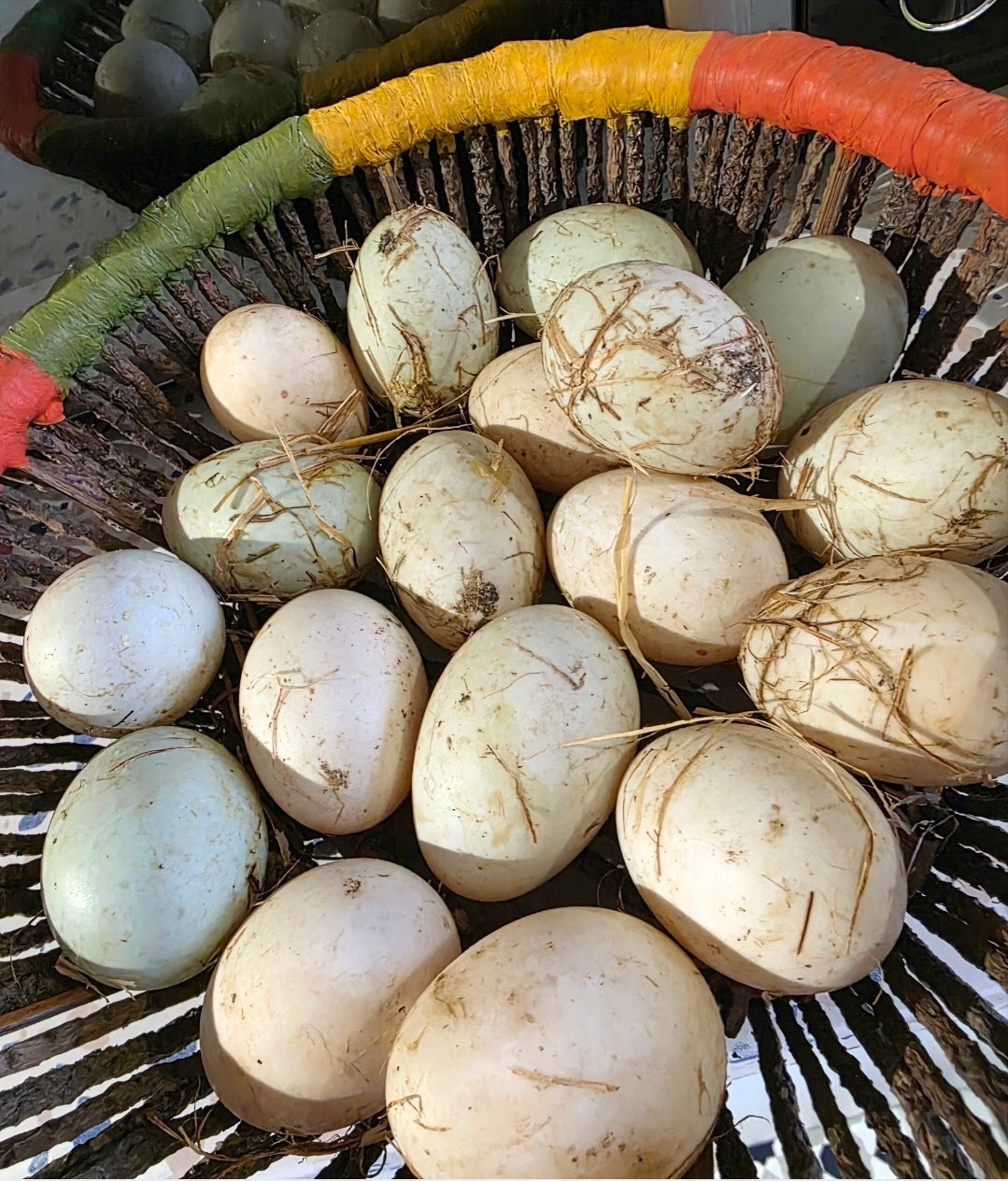 Pack of 6 Fertile Runner Duck Eggs For Hatching - Shipping Cost Included